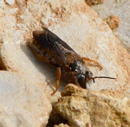 Réf. 224 653 : Rhodanthidium sticticum